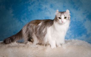 Preview wallpaper american curl, cat, fluffy, beautiful