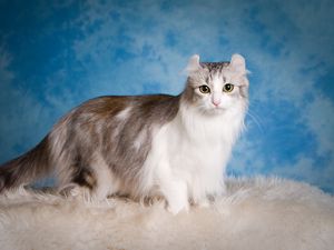 Preview wallpaper american curl, cat, fluffy, beautiful