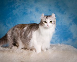 Preview wallpaper american curl, cat, fluffy, beautiful