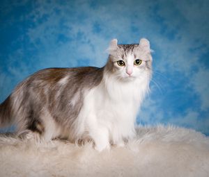 Preview wallpaper american curl, cat, fluffy, beautiful