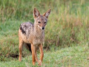 Preview wallpaper american fox, fox, predator, animal, glance