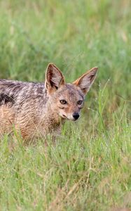 Preview wallpaper american fox, fox, predator, animal, grass