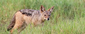 Preview wallpaper american fox, fox, predator, animal, grass