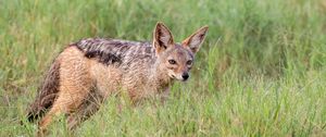 Preview wallpaper american fox, fox, predator, animal, grass