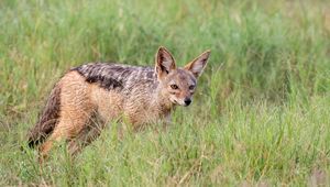 Preview wallpaper american fox, fox, predator, animal, grass