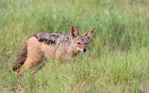 Preview wallpaper american fox, fox, predator, animal, grass