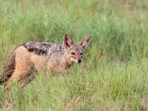 Preview wallpaper american fox, fox, predator, animal, grass