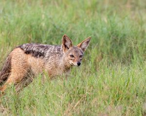 Preview wallpaper american fox, fox, predator, animal, grass