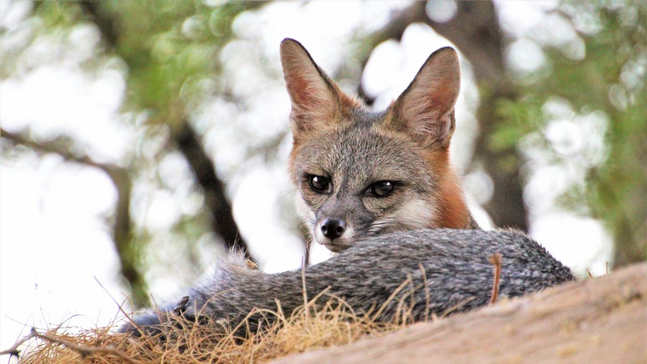 Wallpaper american fox, fox, predator, animal, glance, ears