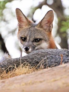 Preview wallpaper american fox, fox, predator, animal, glance, ears