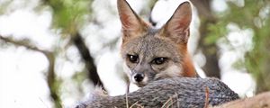 Preview wallpaper american fox, fox, predator, animal, glance, ears