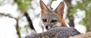 Preview wallpaper american fox, fox, predator, animal, glance, ears