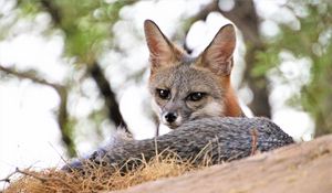 Preview wallpaper american fox, fox, predator, animal, glance, ears