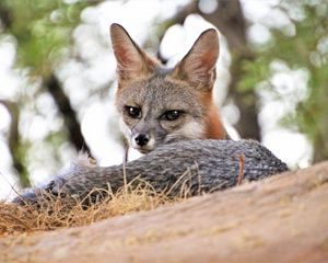 Preview wallpaper american fox, fox, predator, animal, glance, ears