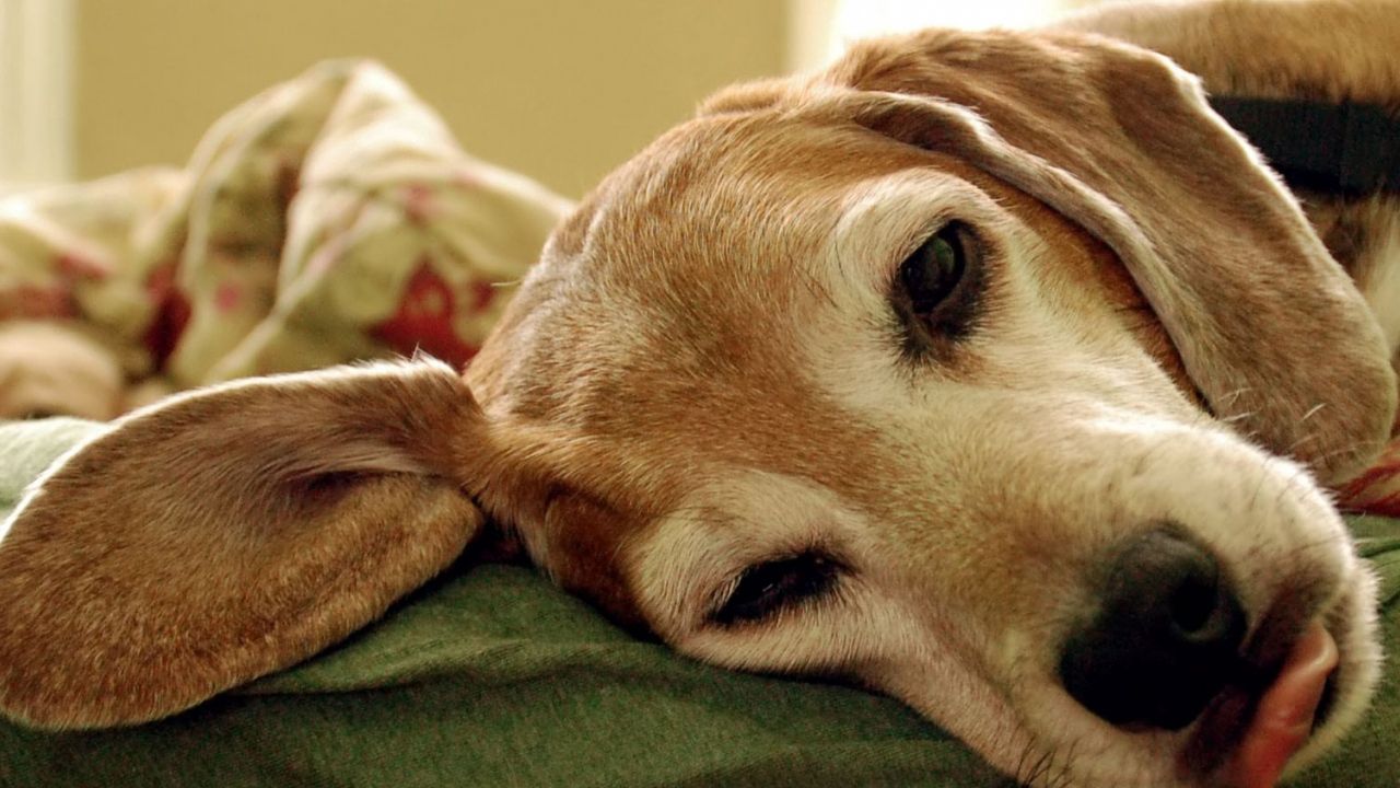 Wallpaper american foxhound, ears, muzzle, dog