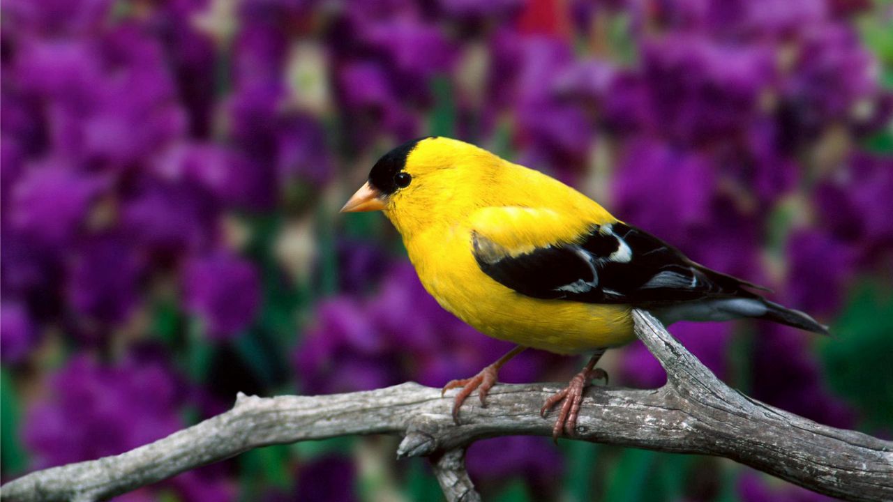 Wallpaper american goldfinch, bird, branch, flowers, leaves, color
