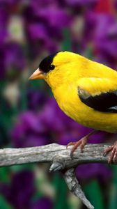 Preview wallpaper american goldfinch, bird, branch, flowers, leaves, color
