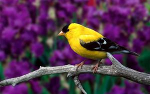 Preview wallpaper american goldfinch, bird, branch, flowers, leaves, color