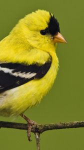 Preview wallpaper american goldfinch, bird, bright, color, branch, sit