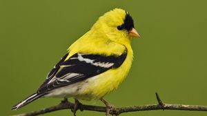Preview wallpaper american goldfinch, bird, bright, color, branch, sit