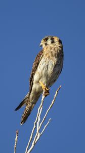 Preview wallpaper american kestrel, bird, branches, sky