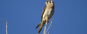 Preview wallpaper american kestrel, bird, branches, sky