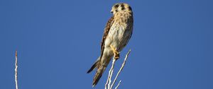 Preview wallpaper american kestrel, bird, branches, sky