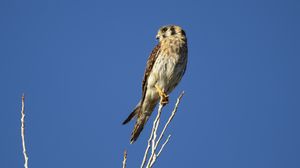 Preview wallpaper american kestrel, bird, branches, sky