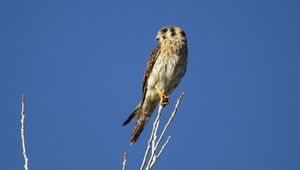 Preview wallpaper american kestrel, bird, branches, sky