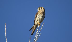 Preview wallpaper american kestrel, bird, branches, sky