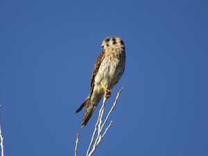 Preview wallpaper american kestrel, bird, branches, sky