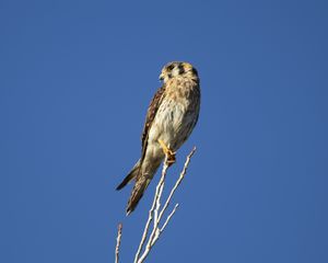 Preview wallpaper american kestrel, bird, branches, sky