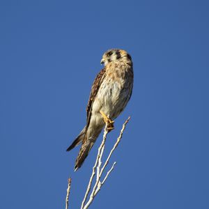 Preview wallpaper american kestrel, bird, branches, sky