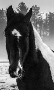 Preview wallpaper american paint horse, horse, black and white, trees