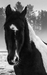 Preview wallpaper american paint horse, horse, black and white, trees