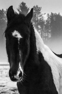 Preview wallpaper american paint horse, horse, black and white, trees