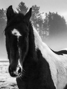 Preview wallpaper american paint horse, horse, black and white, trees