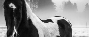 Preview wallpaper american paint horse, horse, black and white, trees