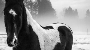 Preview wallpaper american paint horse, horse, black and white, trees