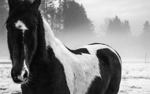 Preview wallpaper american paint horse, horse, black and white, trees
