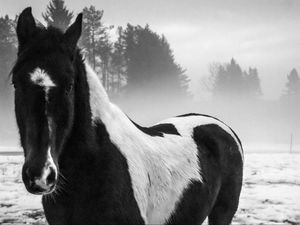 Preview wallpaper american paint horse, horse, black and white, trees