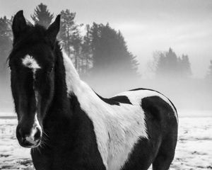 Preview wallpaper american paint horse, horse, black and white, trees