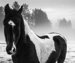 Preview wallpaper american paint horse, horse, black and white, trees