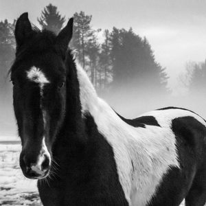 Preview wallpaper american paint horse, horse, black and white, trees