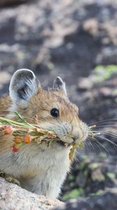 Preview wallpaper american pika, rodent, cute, funny, wildlife