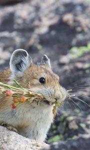 Preview wallpaper american pika, rodent, cute, funny, wildlife