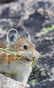 Preview wallpaper american pika, rodent, cute, funny, wildlife