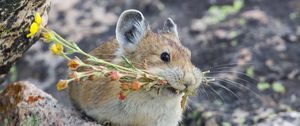 Preview wallpaper american pika, rodent, cute, funny, wildlife