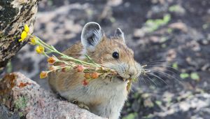 Preview wallpaper american pika, rodent, cute, funny, wildlife