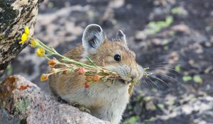 Preview wallpaper american pika, rodent, cute, funny, wildlife